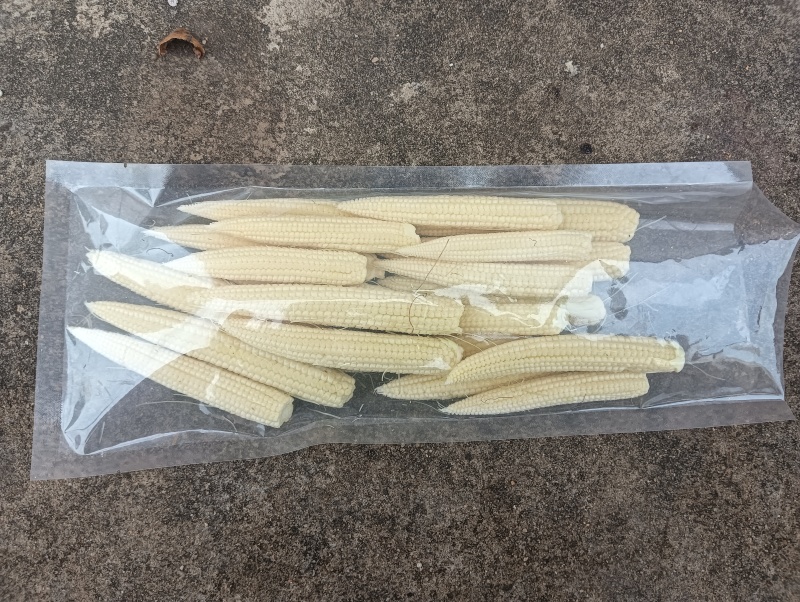 新鲜糯玉米笋，