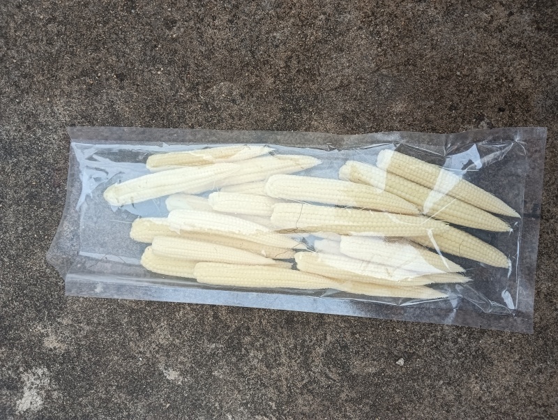 新鲜糯玉米笋，