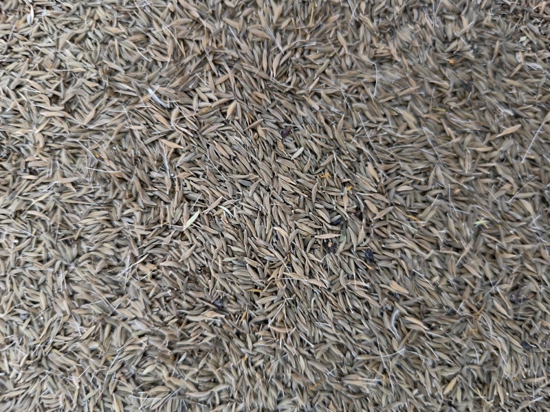 蒲公英种子