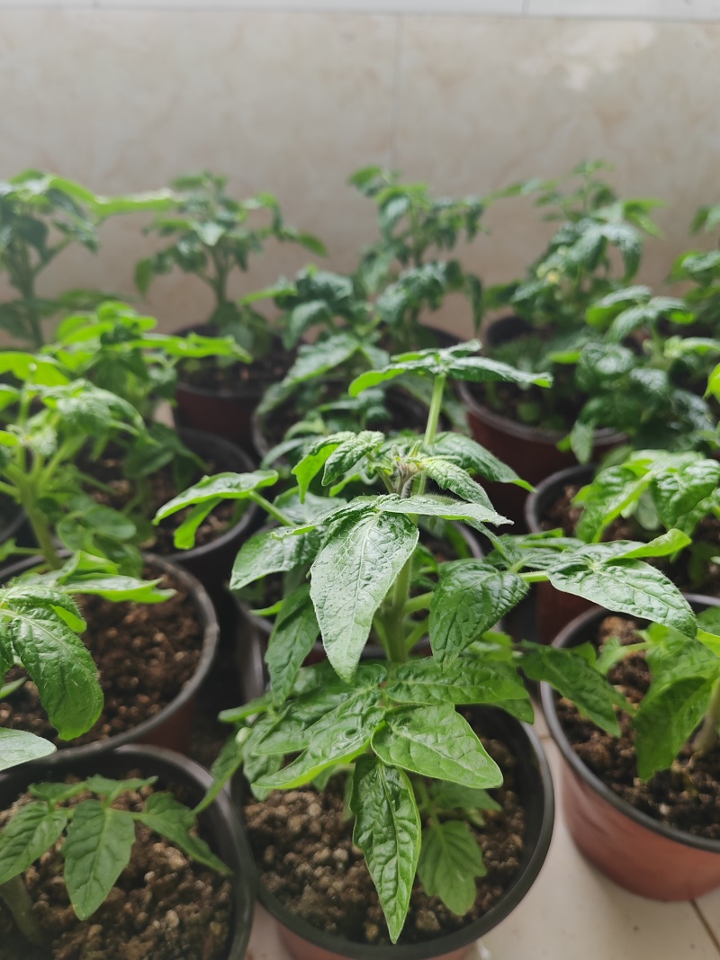 黑珍珠番茄矮生小番茄盆栽带盆带果发货