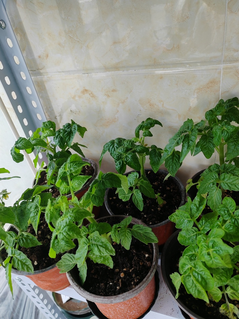 黑珍珠番茄矮生小番茄盆栽带盆带果发货