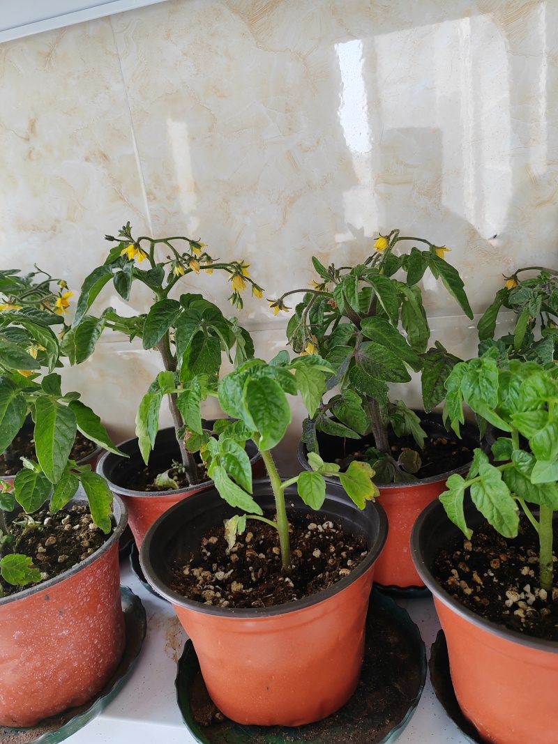 黑珍珠番茄矮生小番茄盆栽带盆带果发货