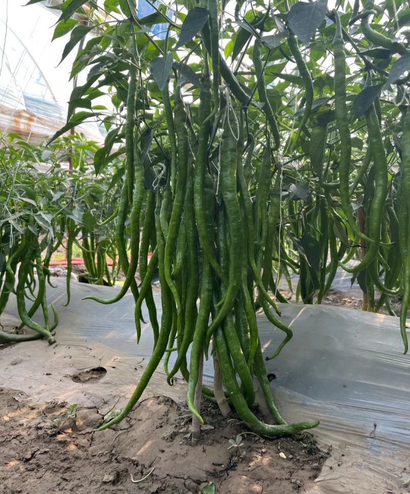 贵州毕节鲜辣椒货源充足现摘现发有需要的老板联系