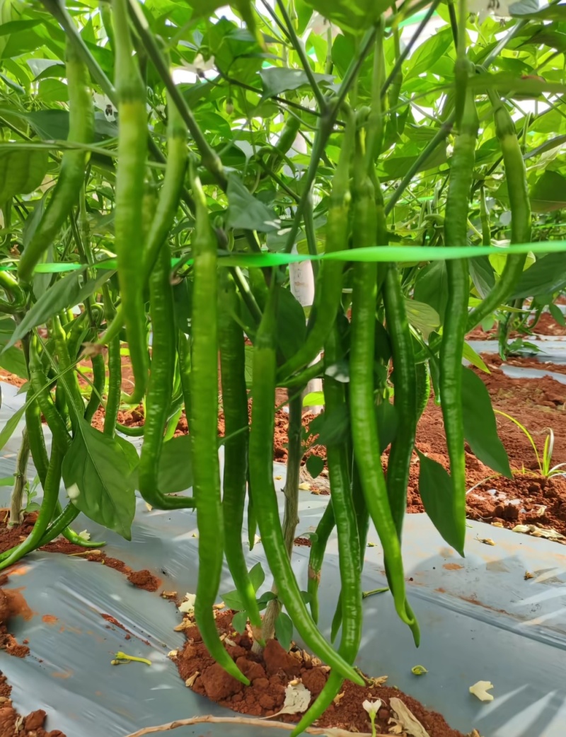 贵州毕节鲜辣椒货源充足现摘现发有需要的老板联系