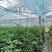 贵州毕节鲜辣椒货源充足现摘现发有需要的老板联系