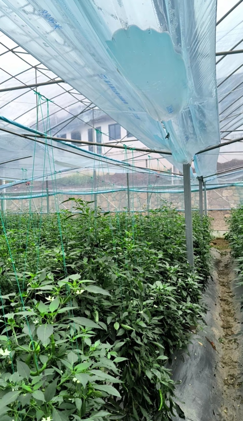 贵州毕节鲜辣椒货源充足现摘现发有需要的老板联系