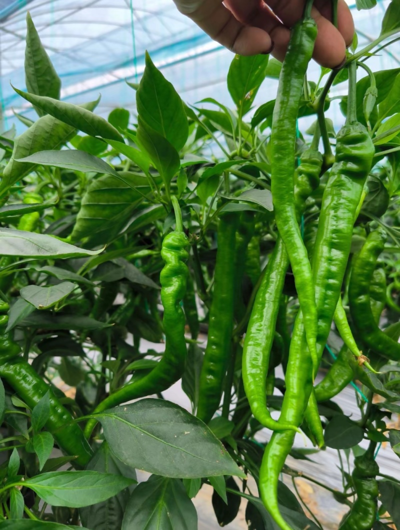 贵州毕节鲜辣椒货源充足现摘现发有需要的老板联系