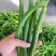 贵州毕节鲜辣椒货源充足现摘现发有需要的老板联系