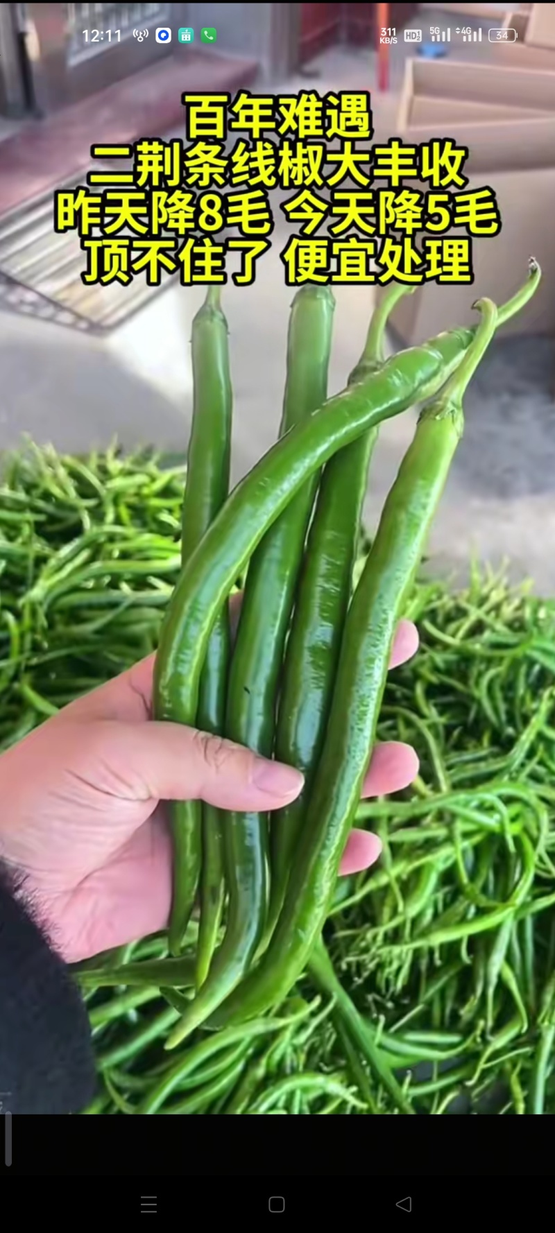 贵州毕节鲜辣椒货源充足现摘现发有需要的老板联系