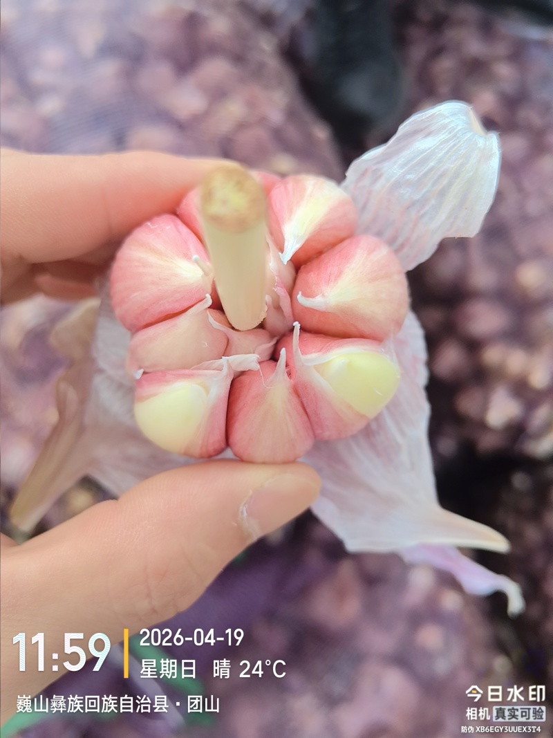 云南紫皮蒜