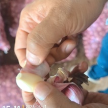 云南紫皮蒜