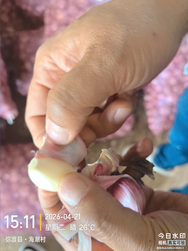 云南紫皮蒜