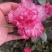 福建永福镇杜鹃花