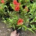 福建永福镇杜鹃花
