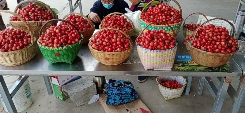 山东黑山安大樱桃