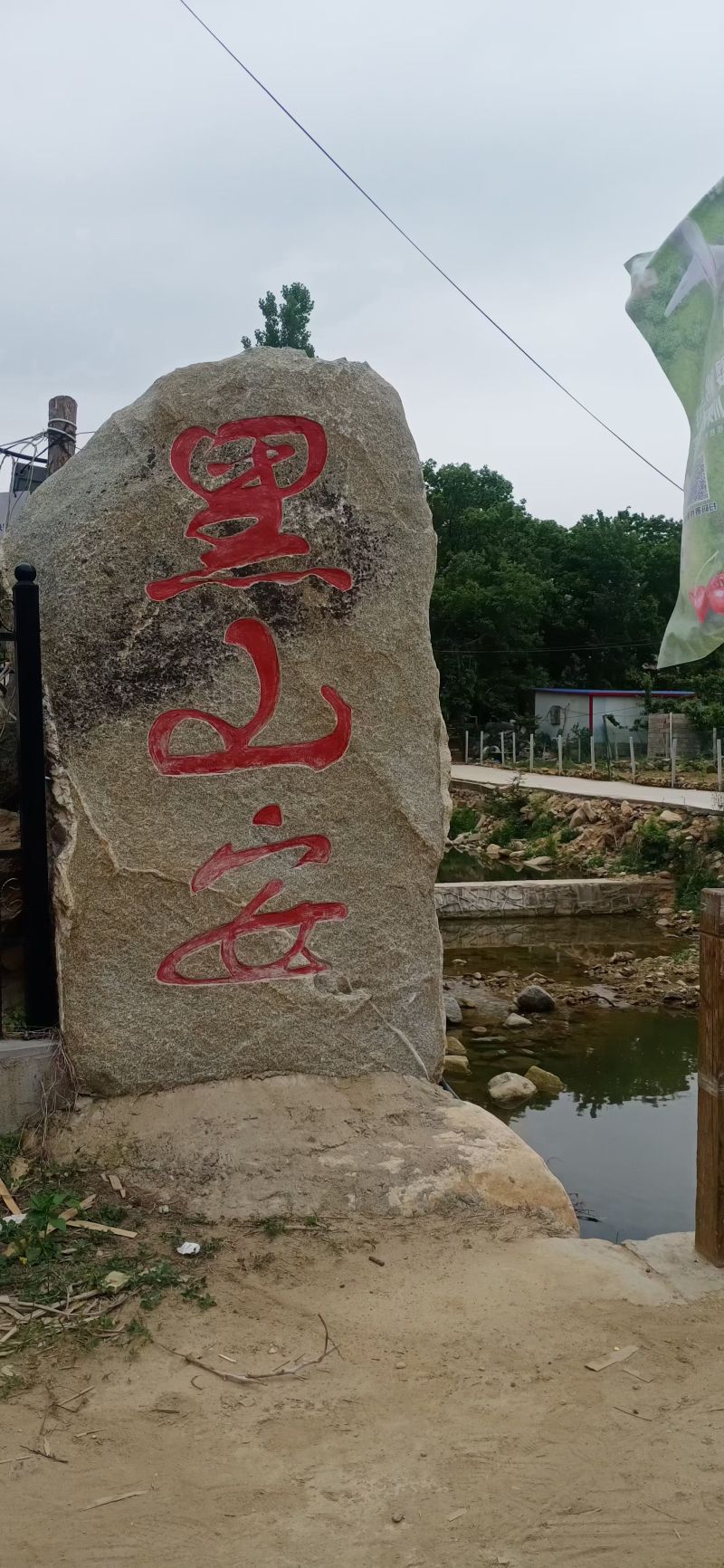 山东黑山安大樱桃