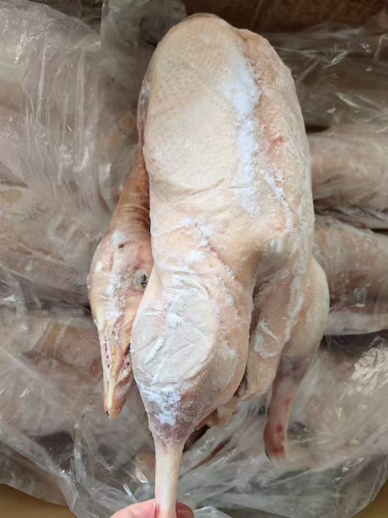 两光鹅全鹅