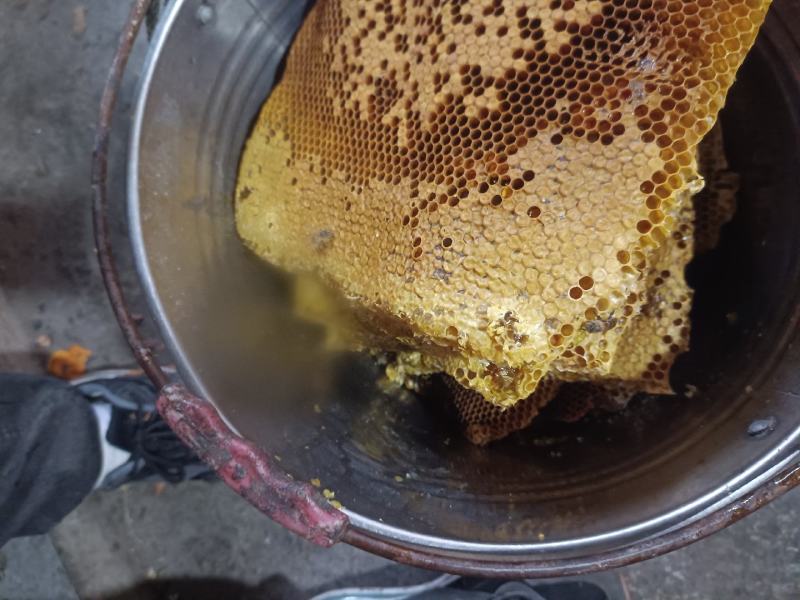 中发土蜜蜂🐝
