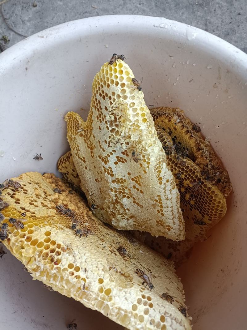 中发土蜜蜂🐝