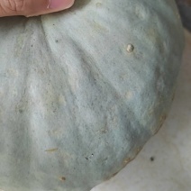 银栗南瓜