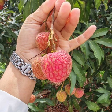 荔枝