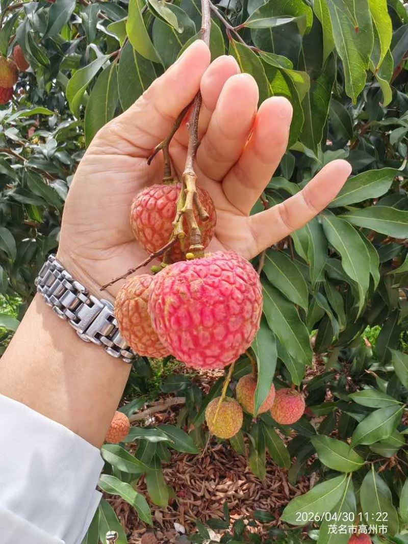 荔枝