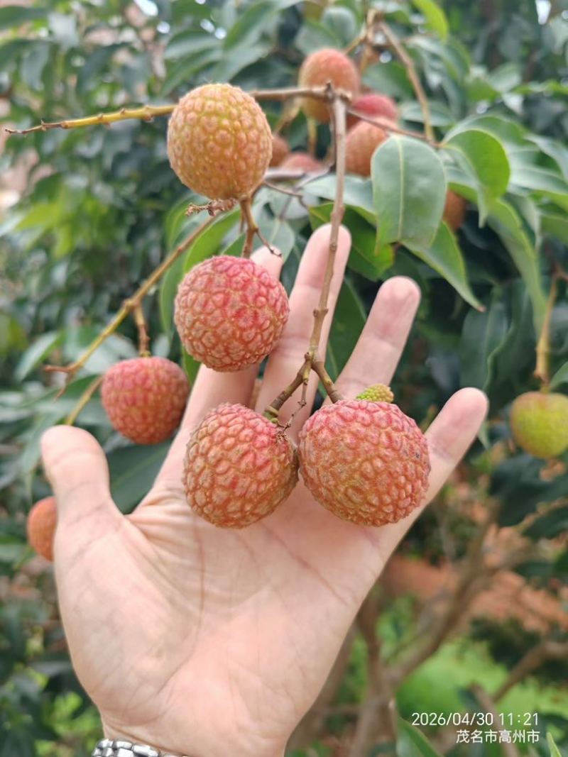 荔枝