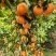 云南高山沃柑