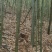 苦竹苗