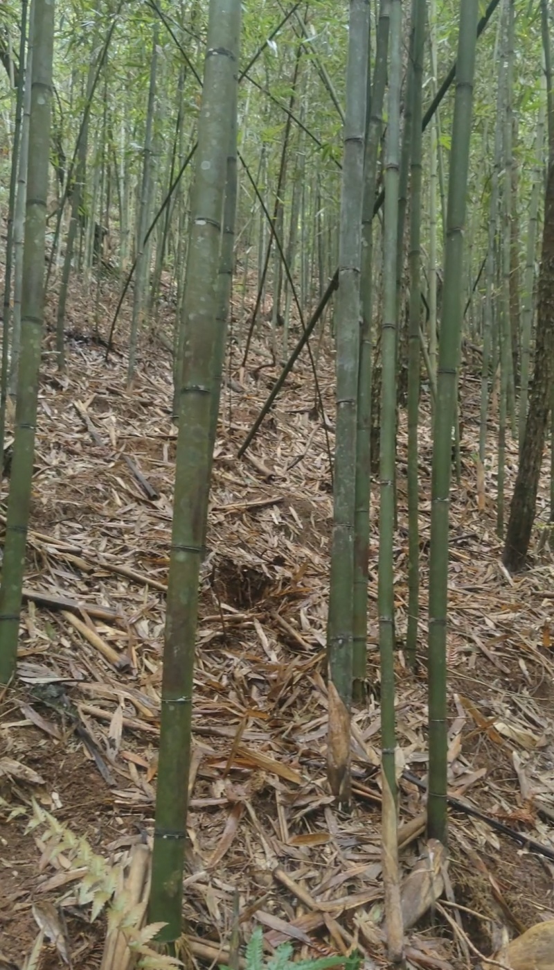 苦竹苗