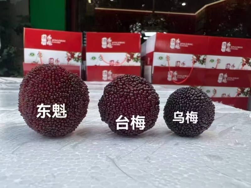 杨梅鲜果