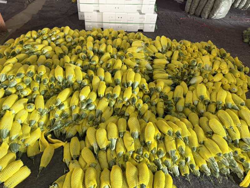 各种菜椒