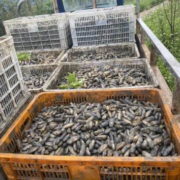 海蛏苗/海蛏子规格20-60规格都有。需要可以联系我