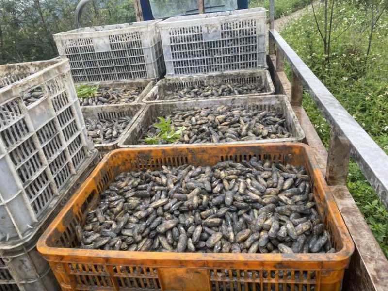 海蛏苗/海蛏子规格20-60规格都有。需要可以联系我