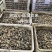 海蛏苗/海蛏子规格20-60规格都有。需要可以联系我