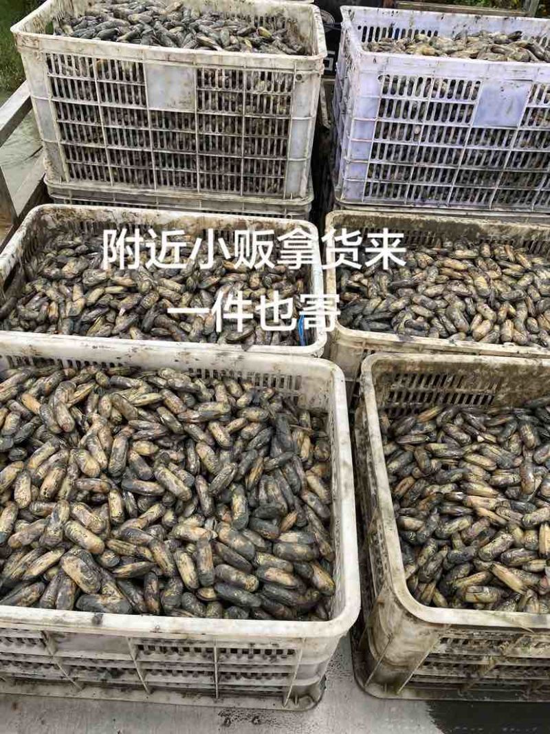 海蛏苗/海蛏子规格20-60规格都有。需要可以联系我