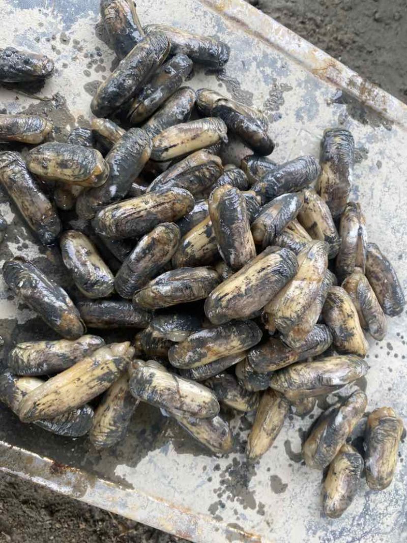 海蛏苗/海蛏子规格20-60规格都有。需要可以联系我