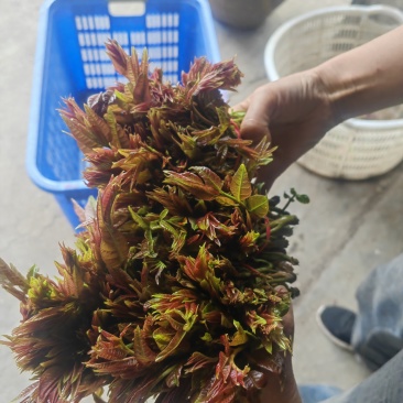 香椿芽