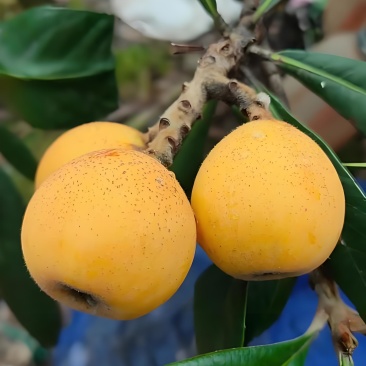塘栖枇杷