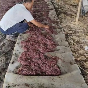 现货地龙鲜活地龙蚯蚓粪深耕地龙养殖基地常年大量现货