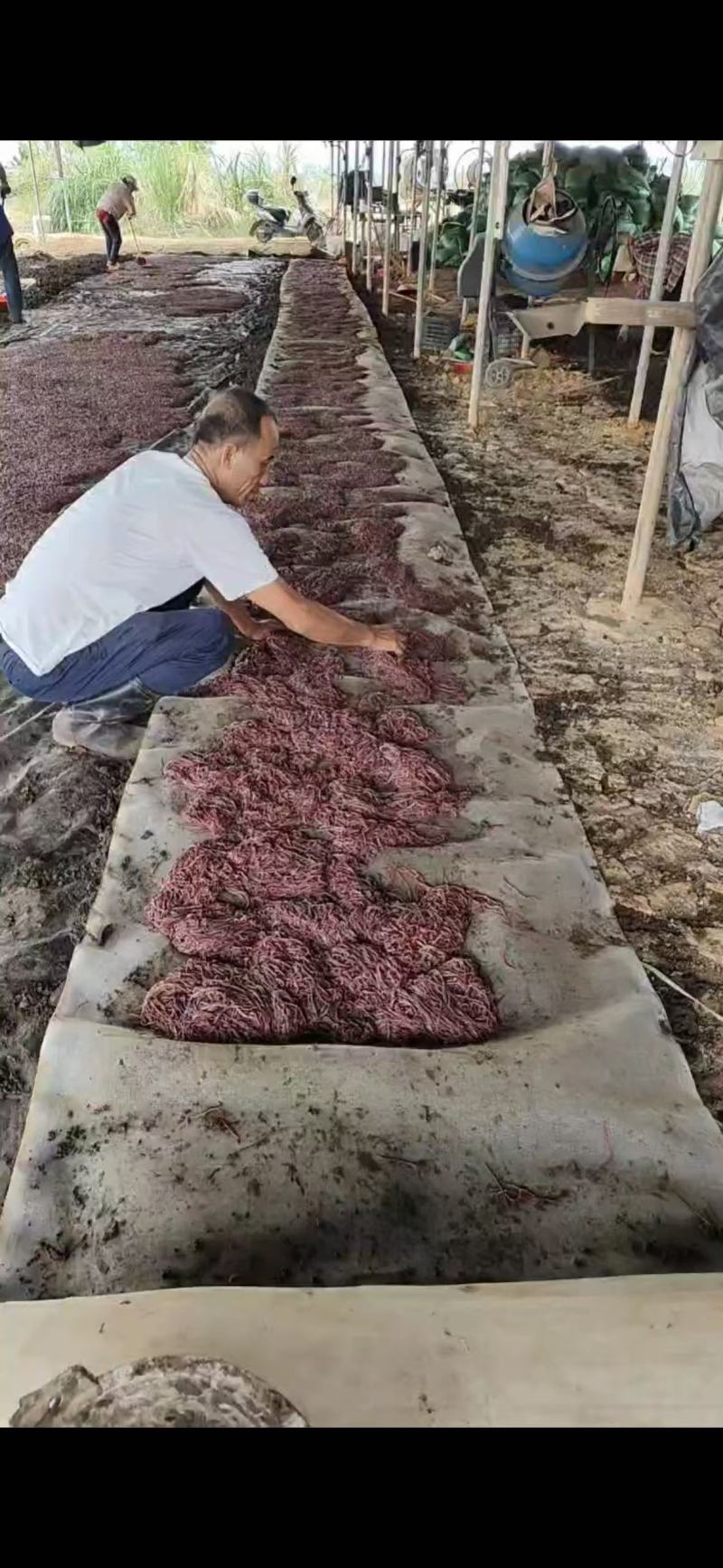 现货地龙鲜活地龙蚯蚓粪深耕地龙养殖基地常年大量现货