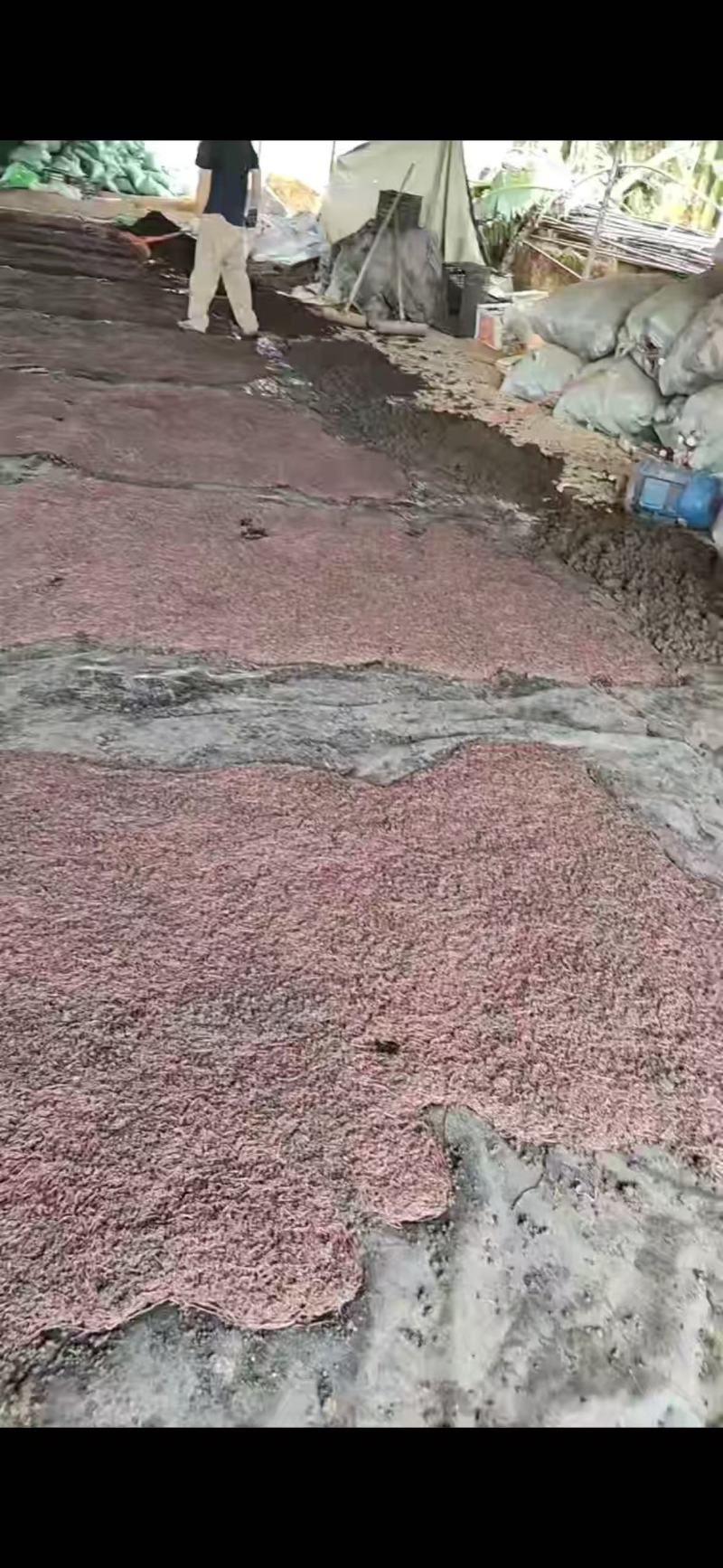 现货地龙鲜活地龙蚯蚓粪深耕地龙养殖基地常年大量现货
