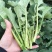 板蓝根青菜（崧油一号）