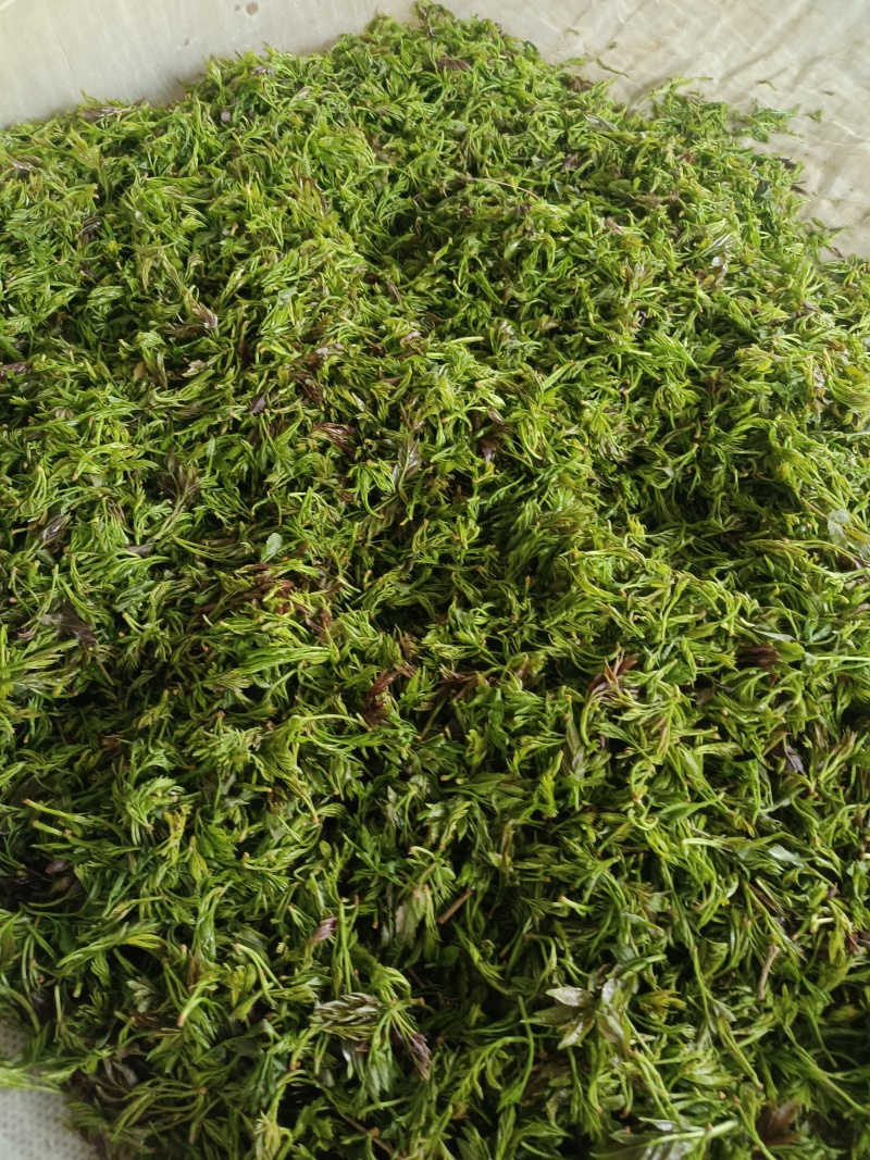 湖南莓茶