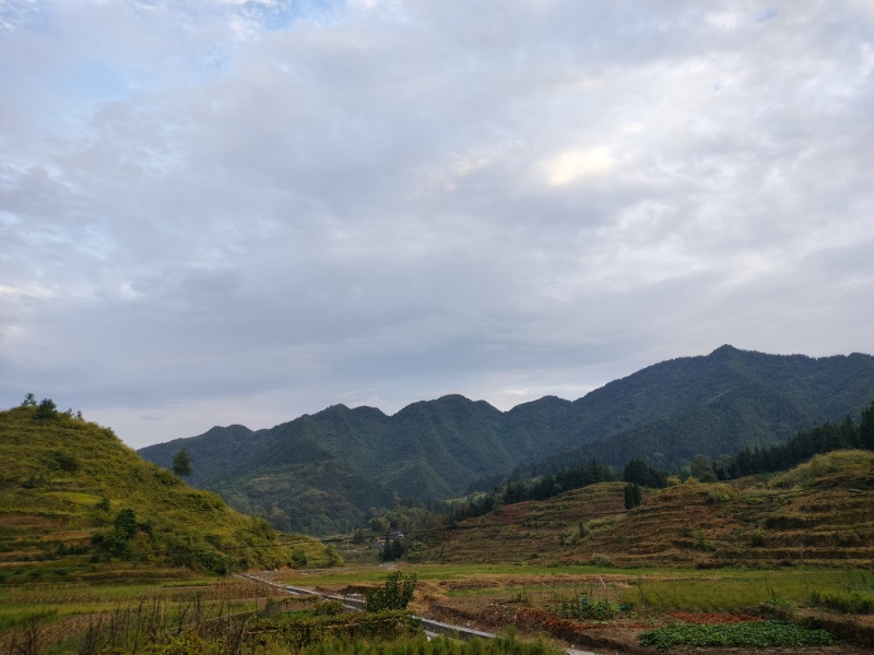武陵山土蜂蜜