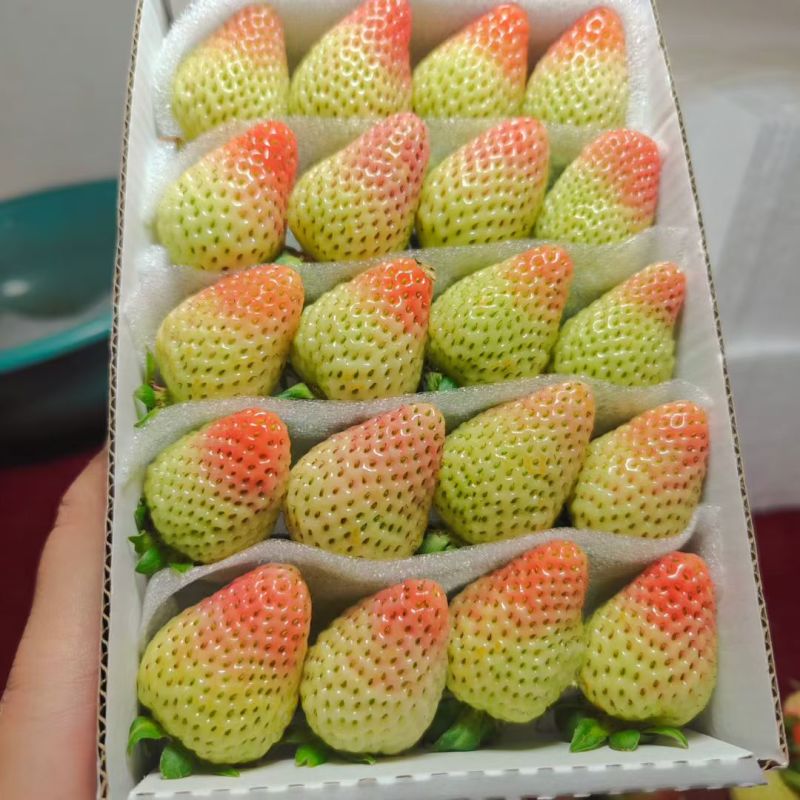 云南会泽草莓自己种植的价格实惠