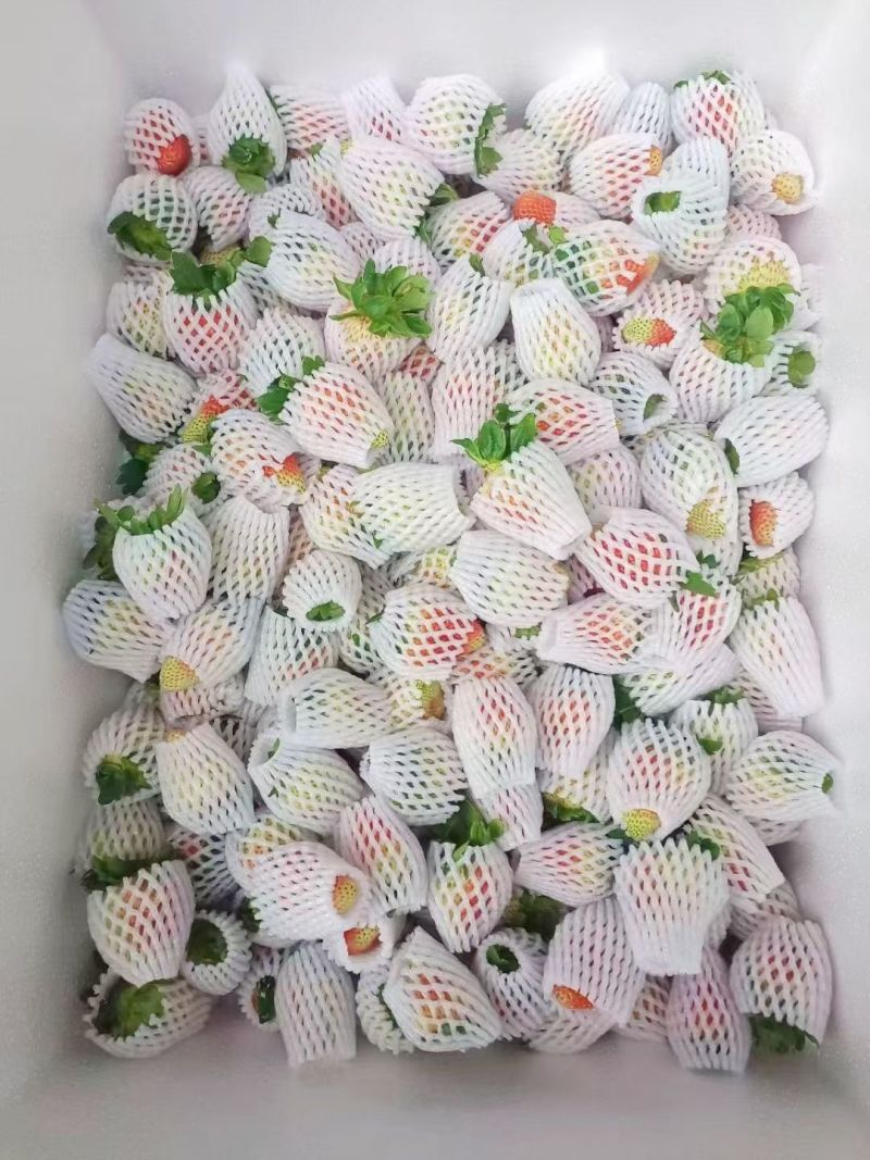 云南会泽草莓自己种植的价格实惠