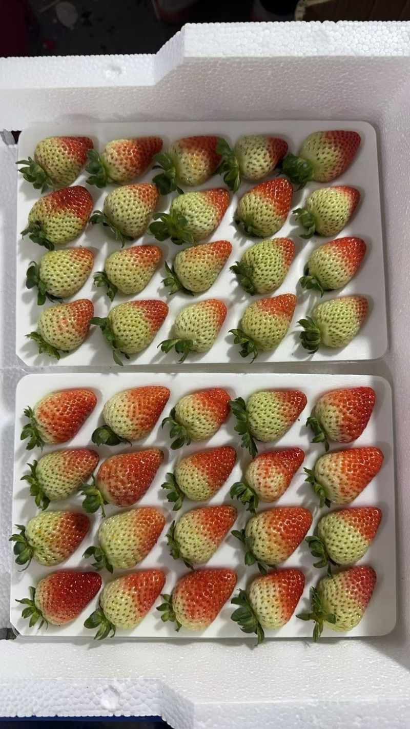 云南会泽草莓自己种植的价格实惠
