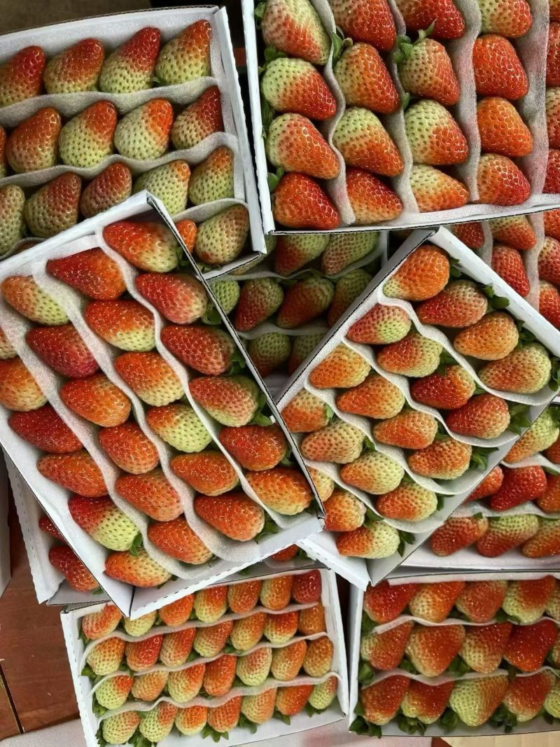 云南会泽草莓自己种植的价格实惠