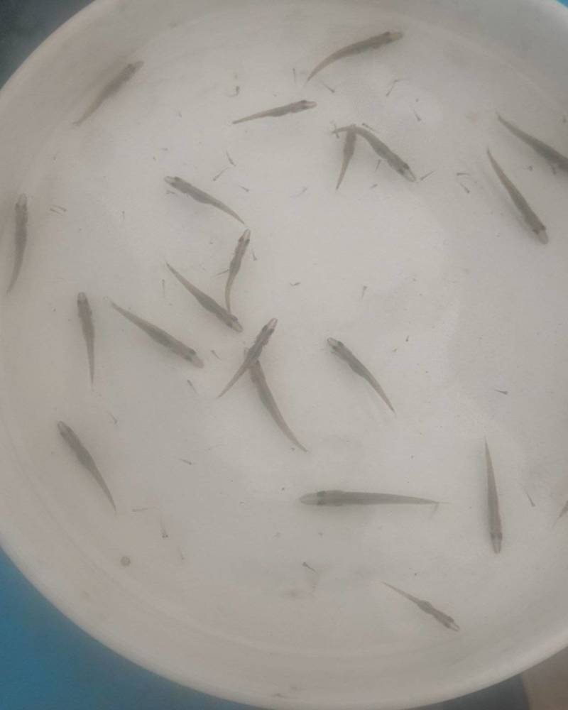 白斑狗鱼苗